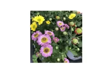 エクセレントマムピコ (秋)