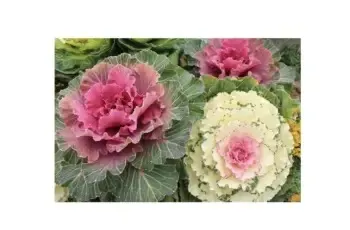 ハボタン (冬)