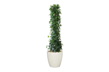 オカメヅタ