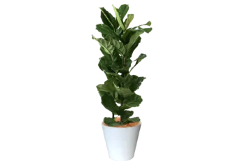 カシワバゴム