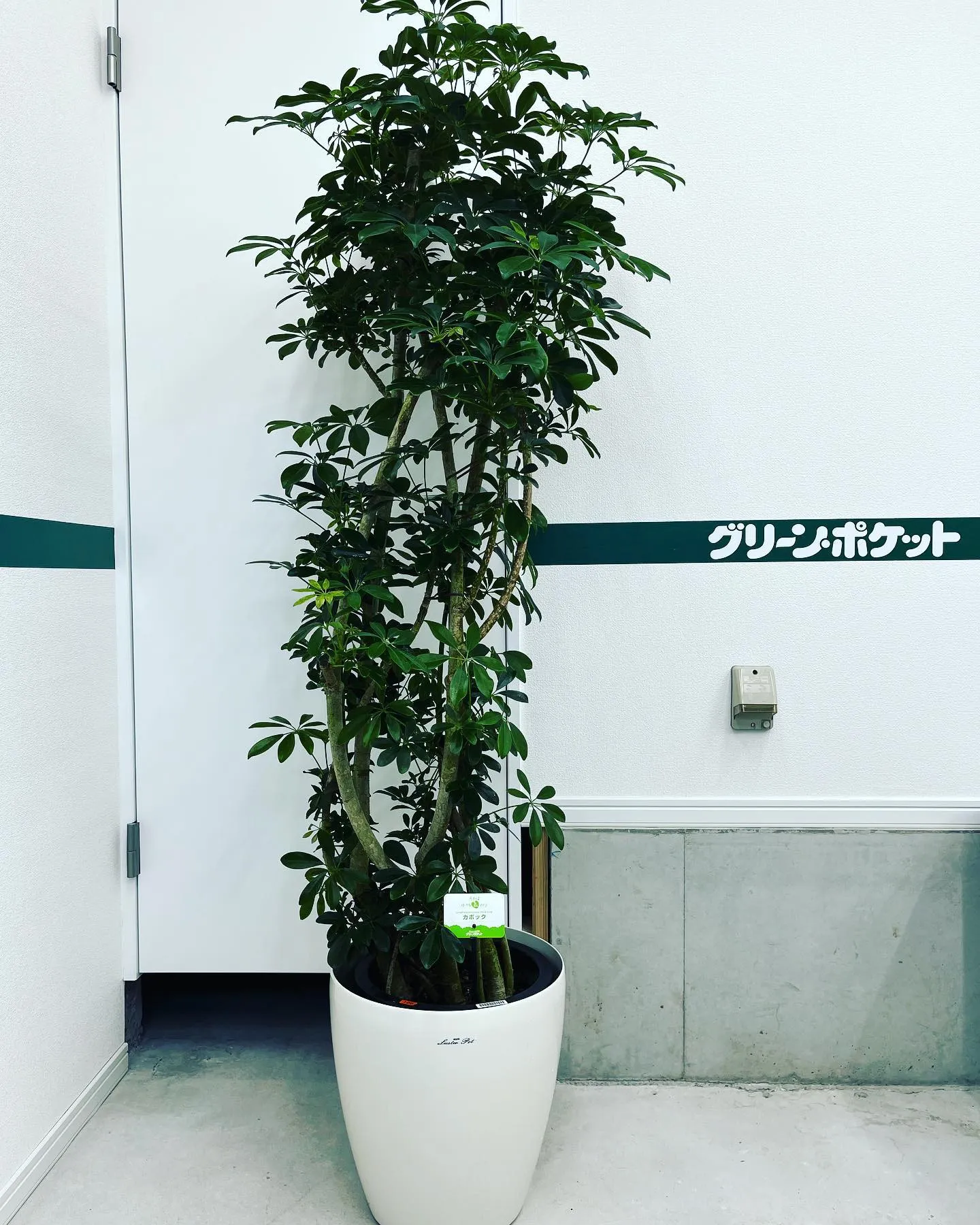 観葉植物のご紹介🪴