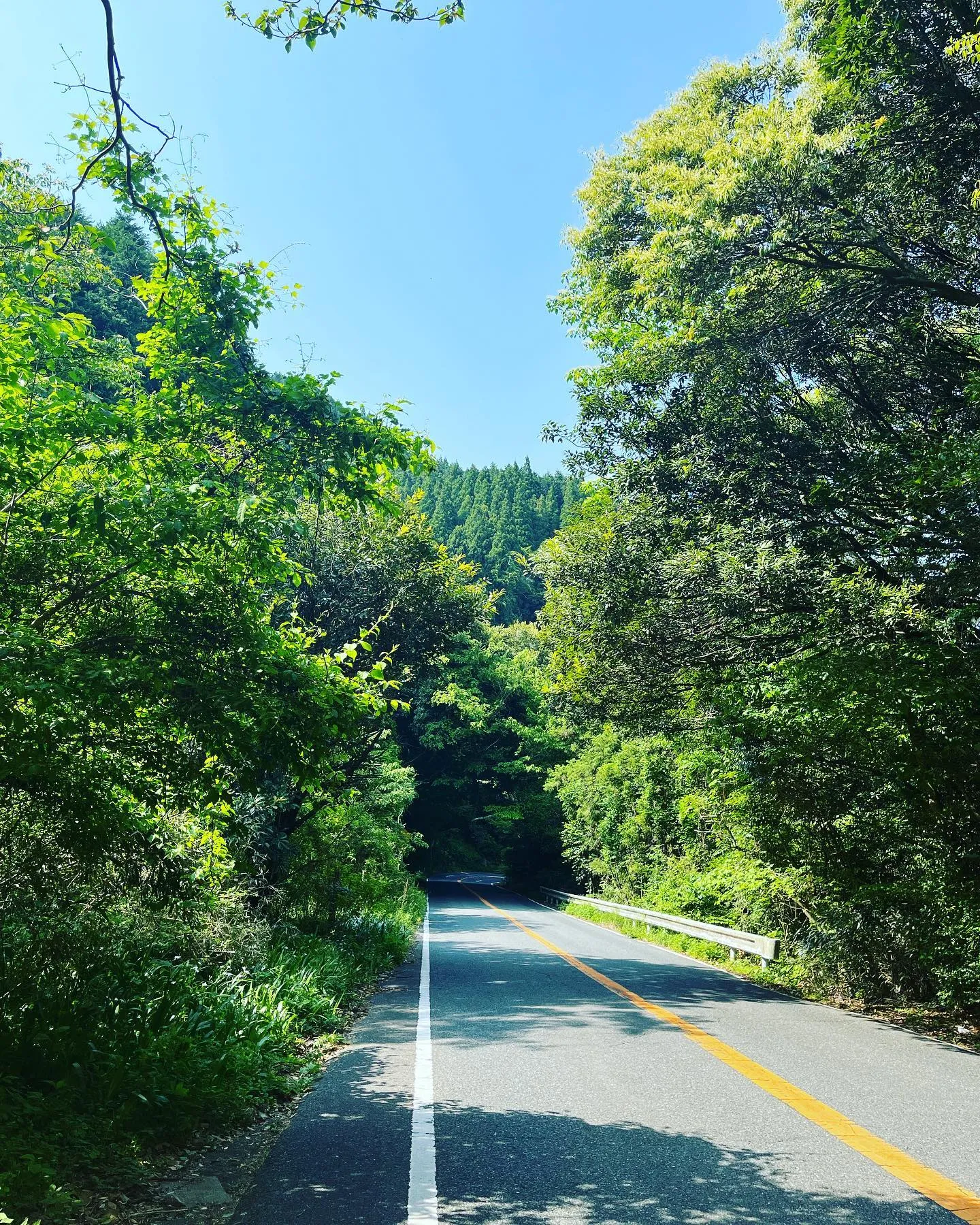 『緑』の力を再確認❗️