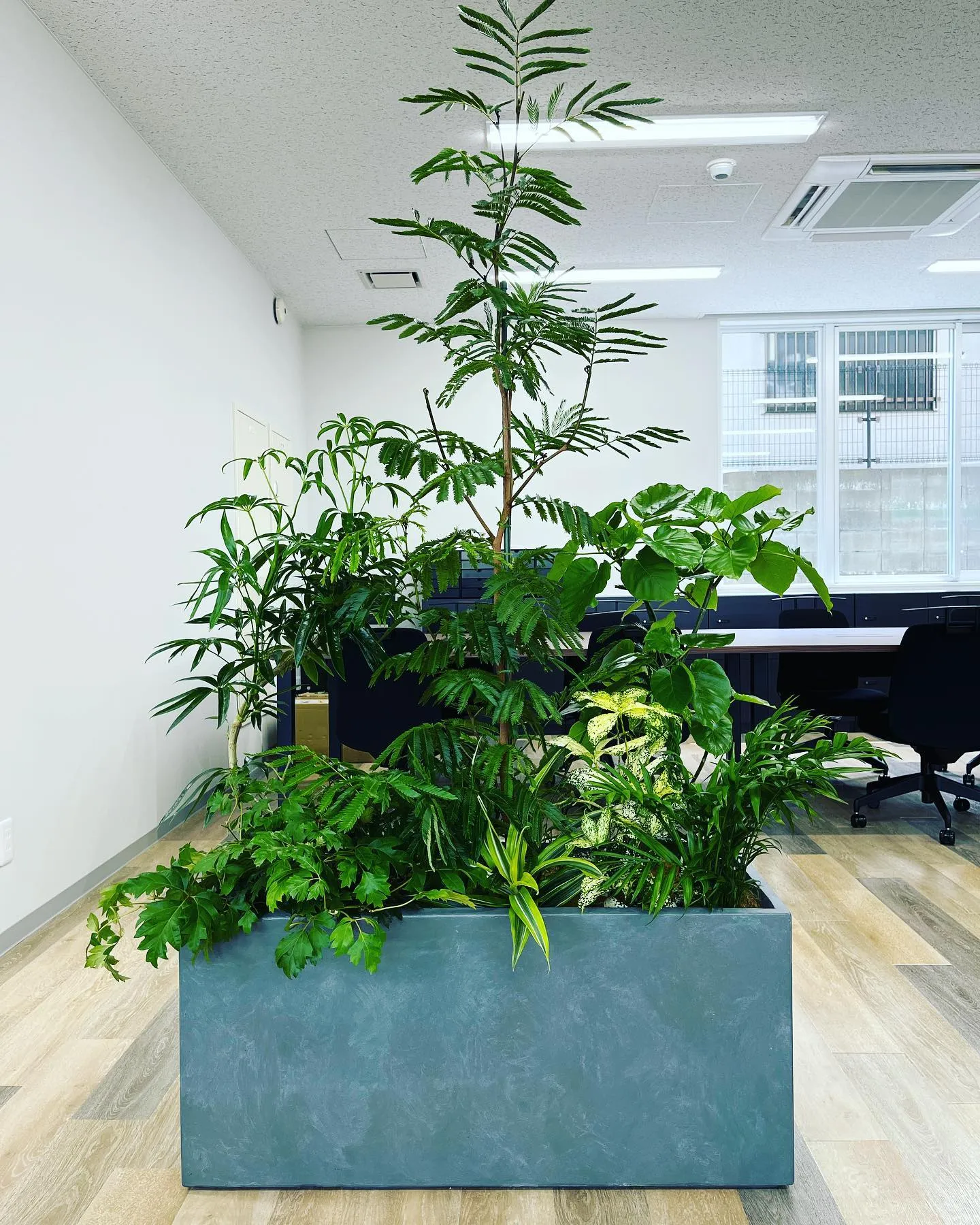 ボリューム満点！寄植プランターのご紹介