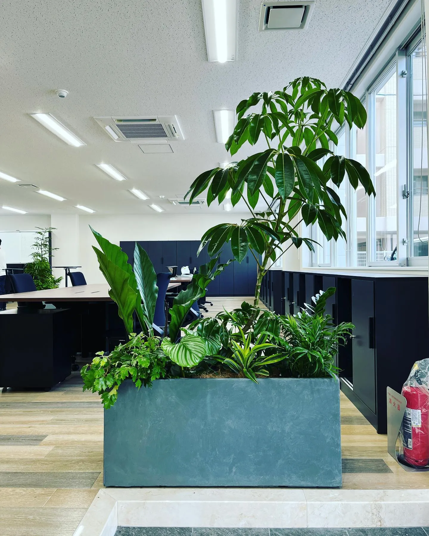 ボリューム満点！寄植プランターのご紹介