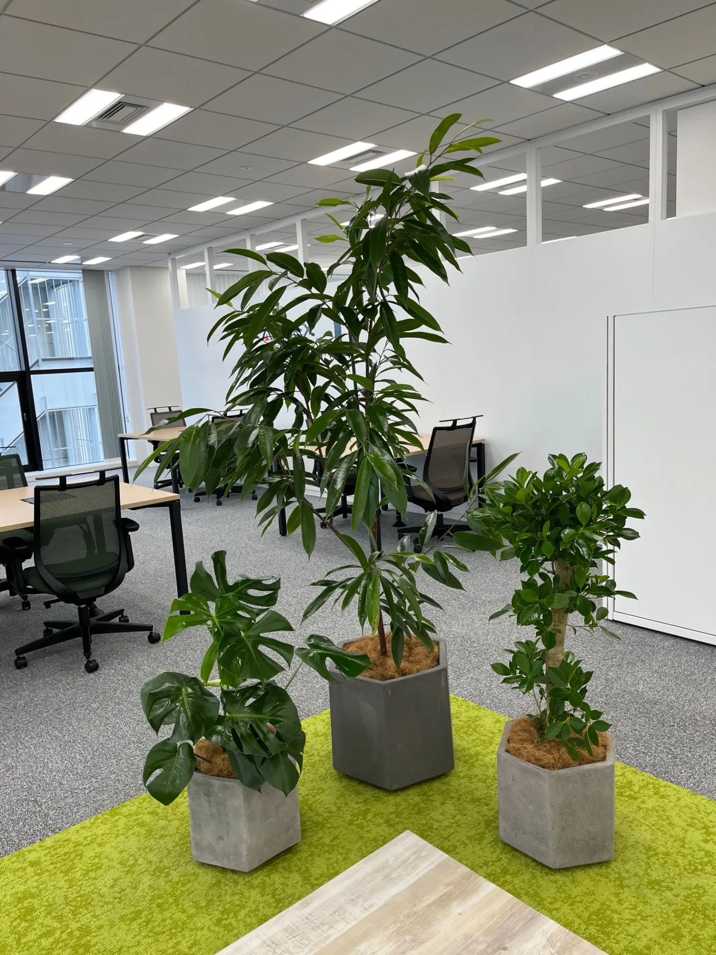 株式会社アルメックス様　観葉植物レンタル事例のご紹介！！