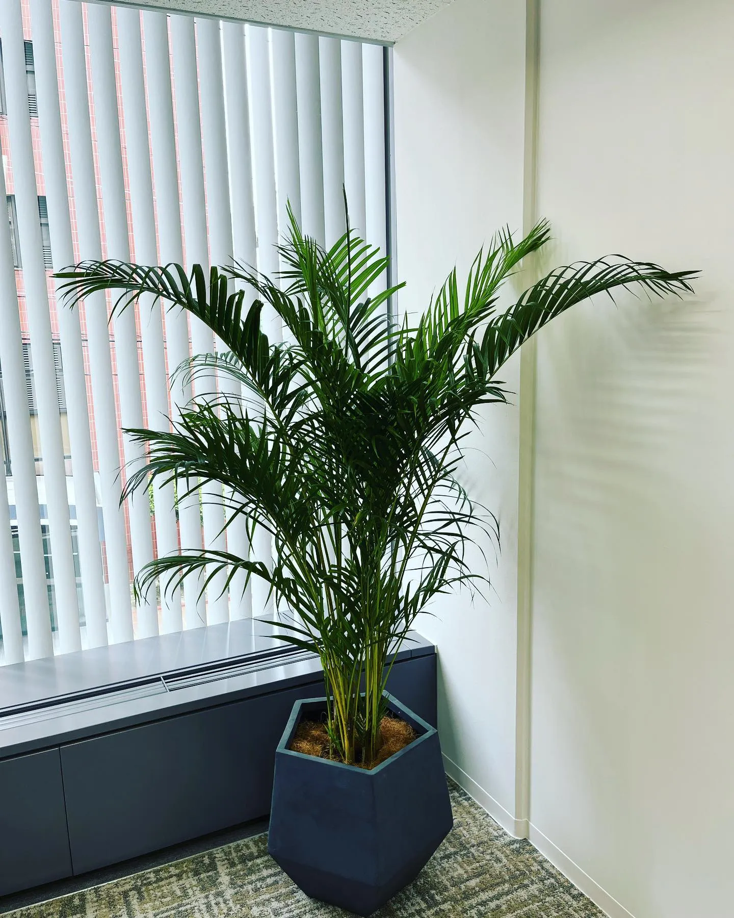 観葉植物🪴と鉢カバー
