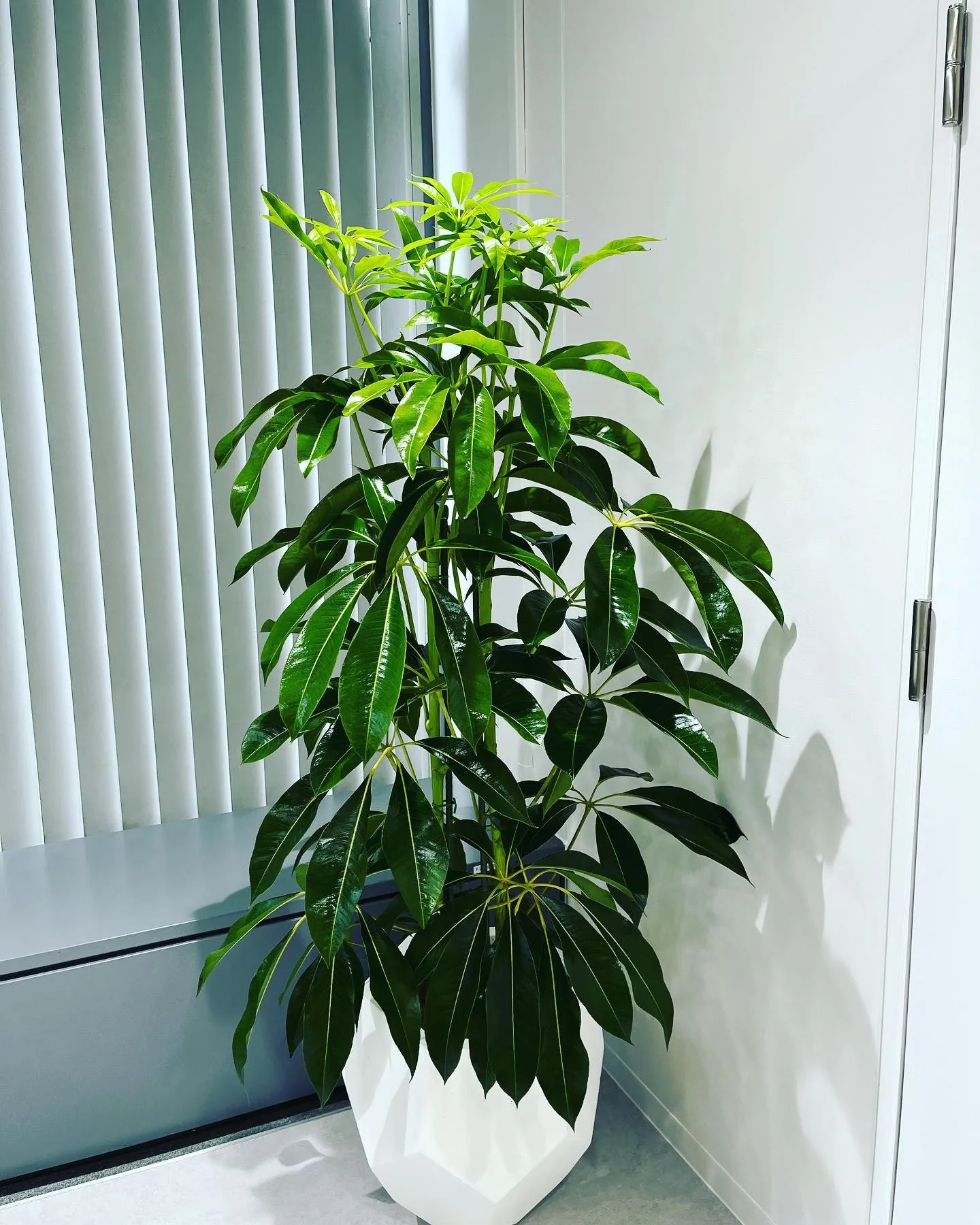 観葉植物🪴と鉢カバー