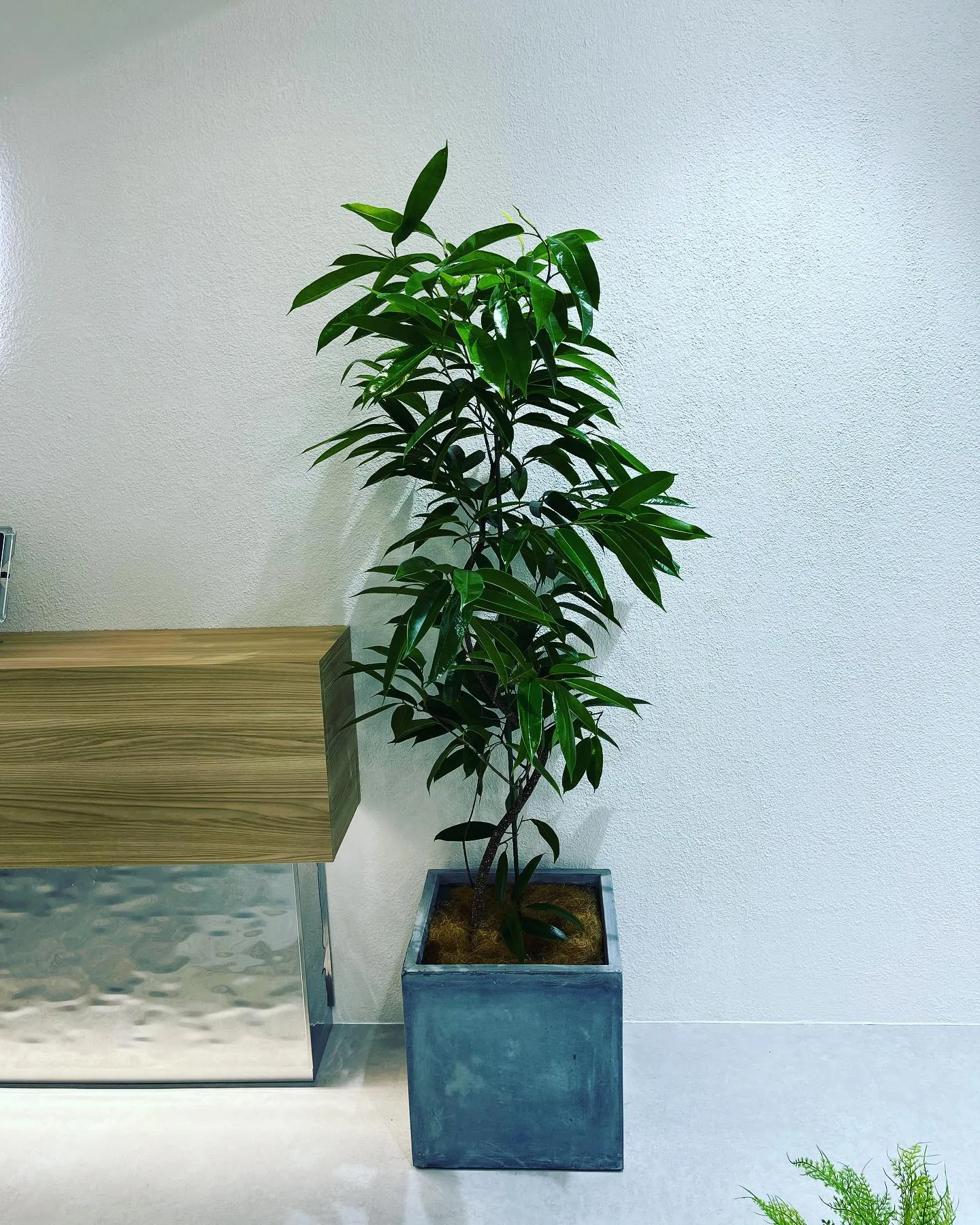 観葉植物🪴と鉢カバー