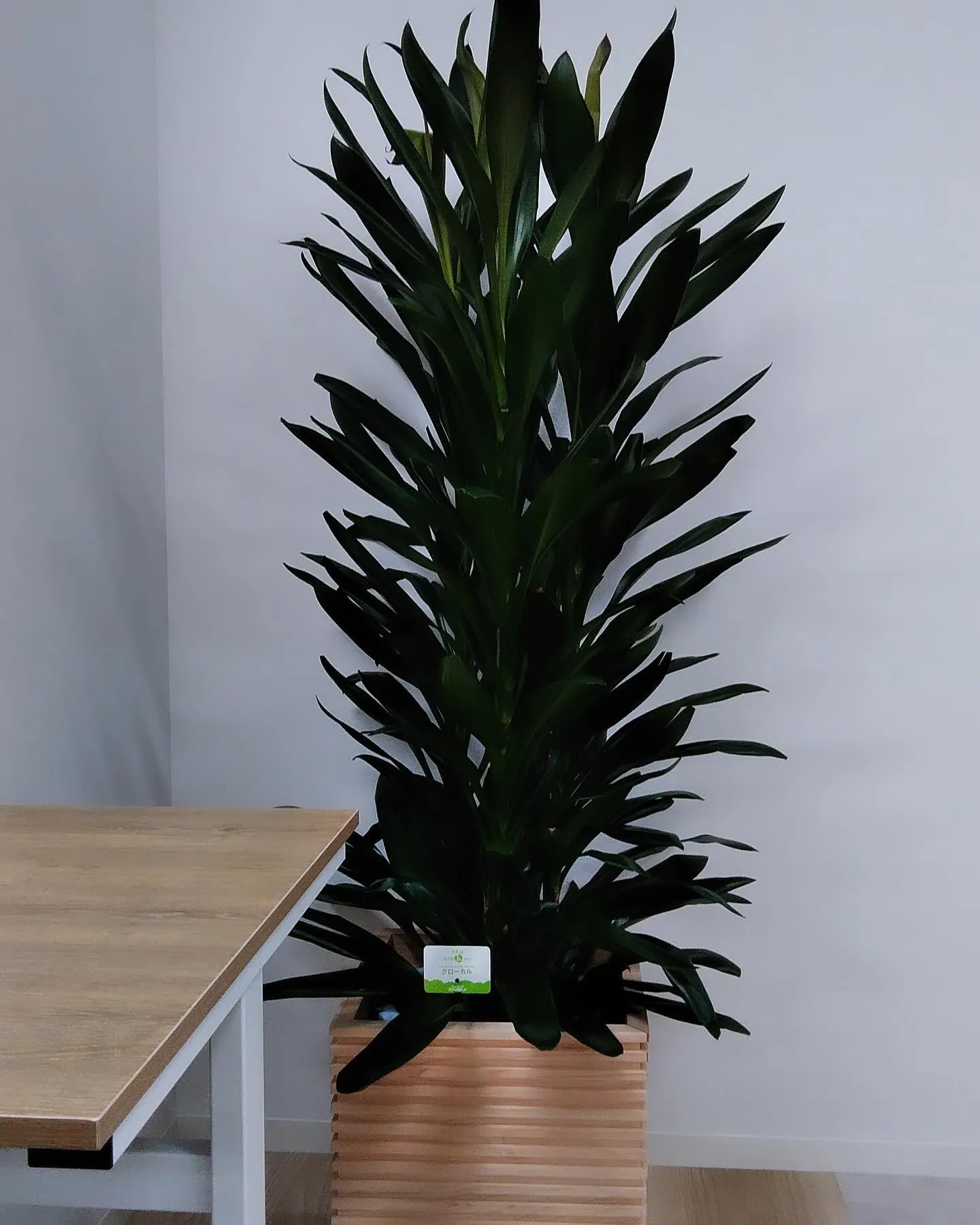 冬におススメの観葉植物🪴