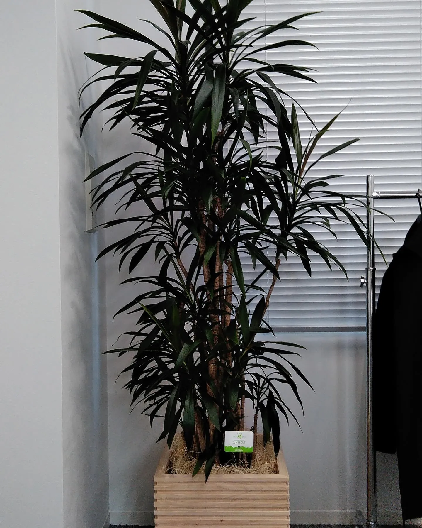 冬におススメの観葉植物🪴